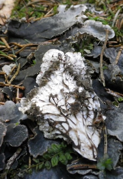 Un lichene grigio ardesia